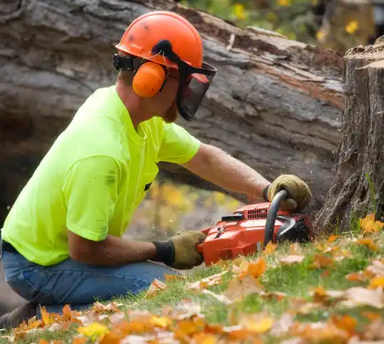 tree services Norton Center